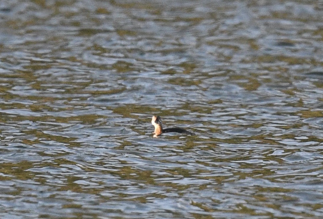 Pied-billed Grebe - ML646097135