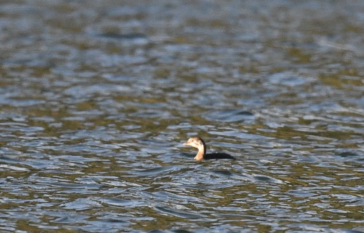 Pied-billed Grebe - ML646097137