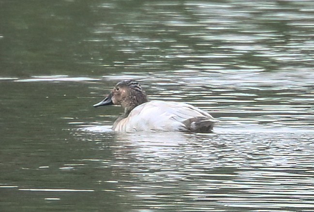 Canvasback - ML646097138