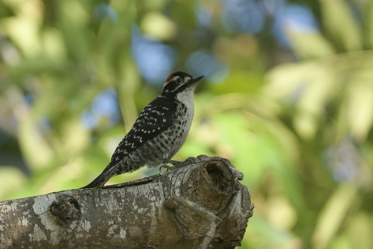 Nuttall's Woodpecker - ML646097139