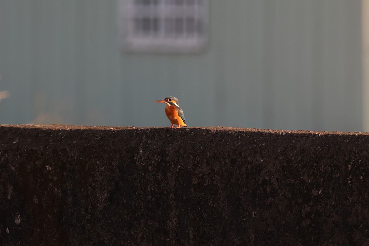 Common Kingfisher - ML646097140
