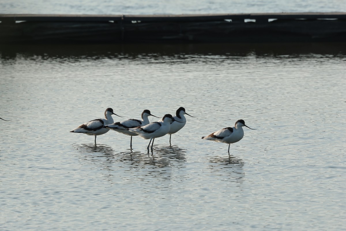 Pied Avocet - ML646097147