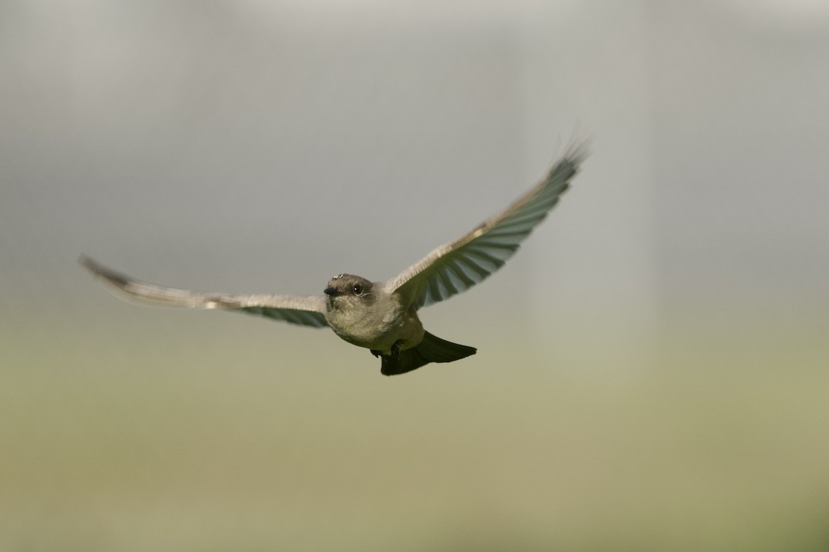 Say's Phoebe - ML646097148