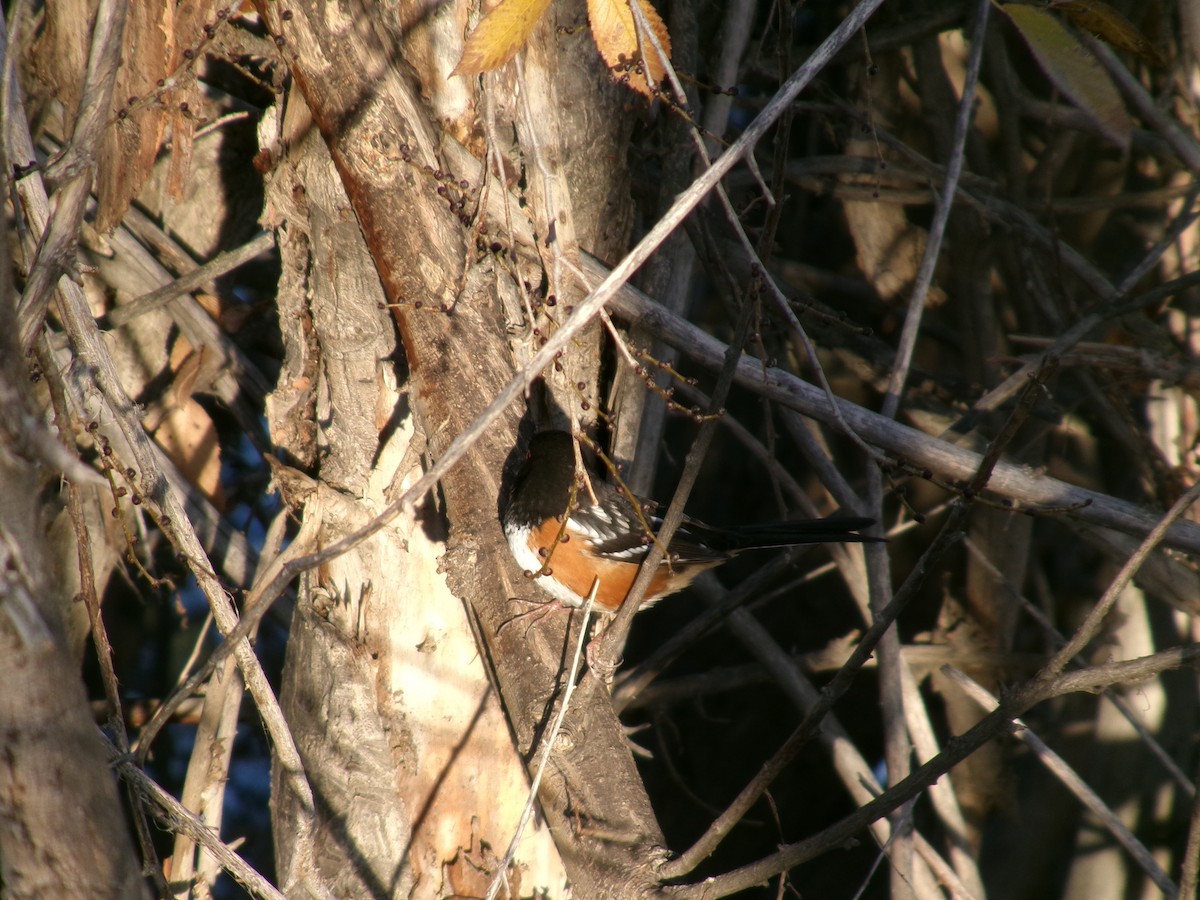 Spotted Towhee - ML646097149