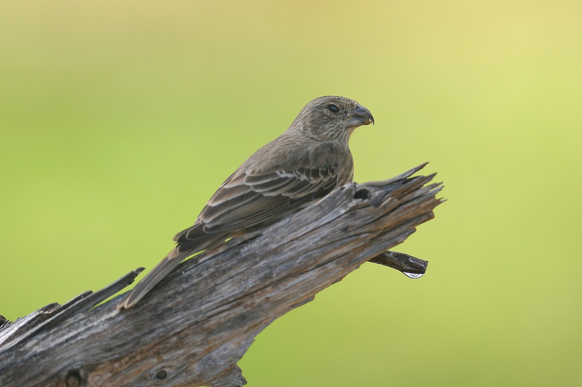 Roselin familier - ML646097150