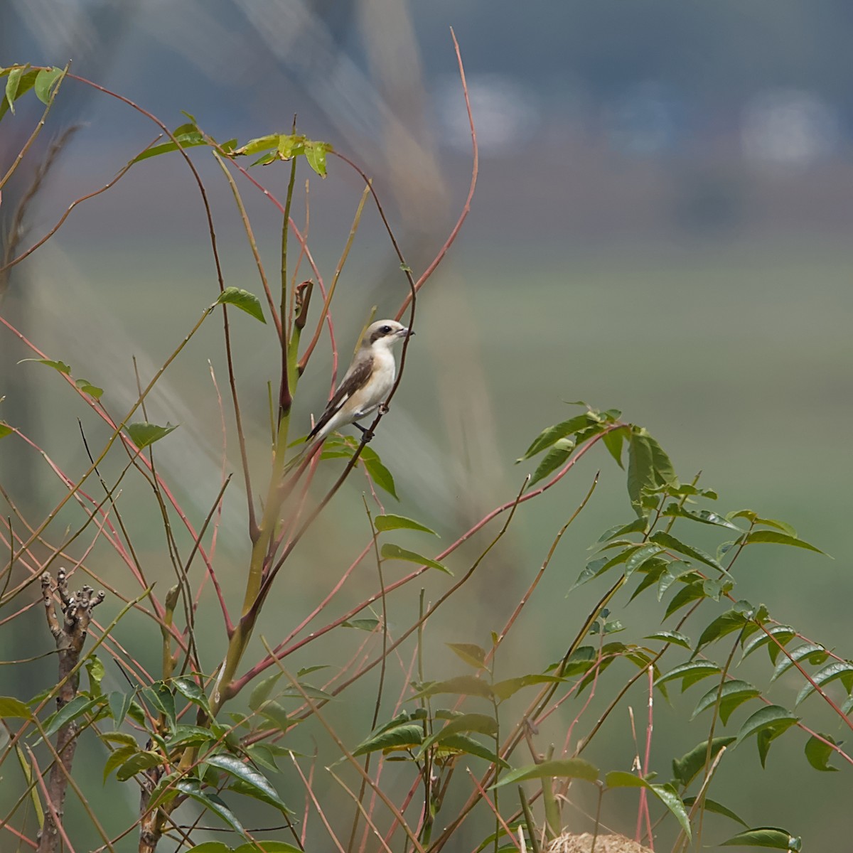 Antzandobi txikia - ML646097153