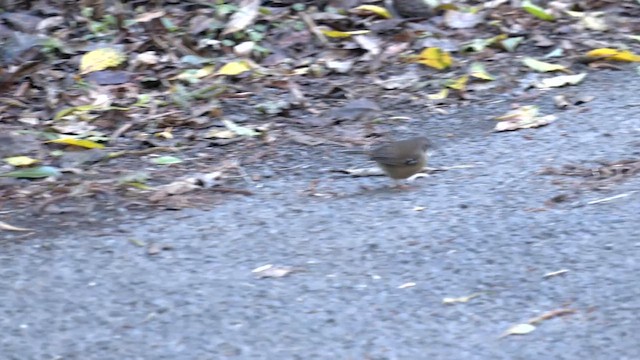White-browed Scrubwren (Buff-breasted) - ML646097155
