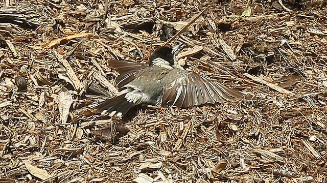 Gray Butcherbird - ML646097159