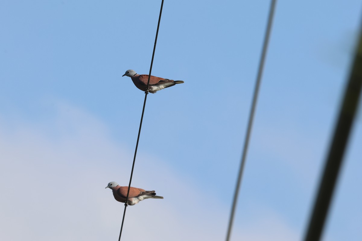 Red Collared-Dove - ML646097162