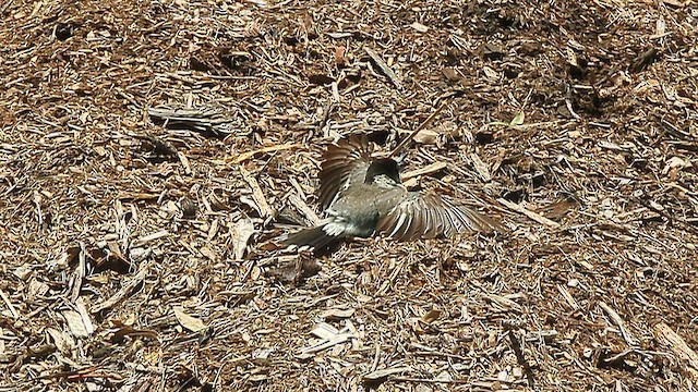Gray Butcherbird - ML646097163
