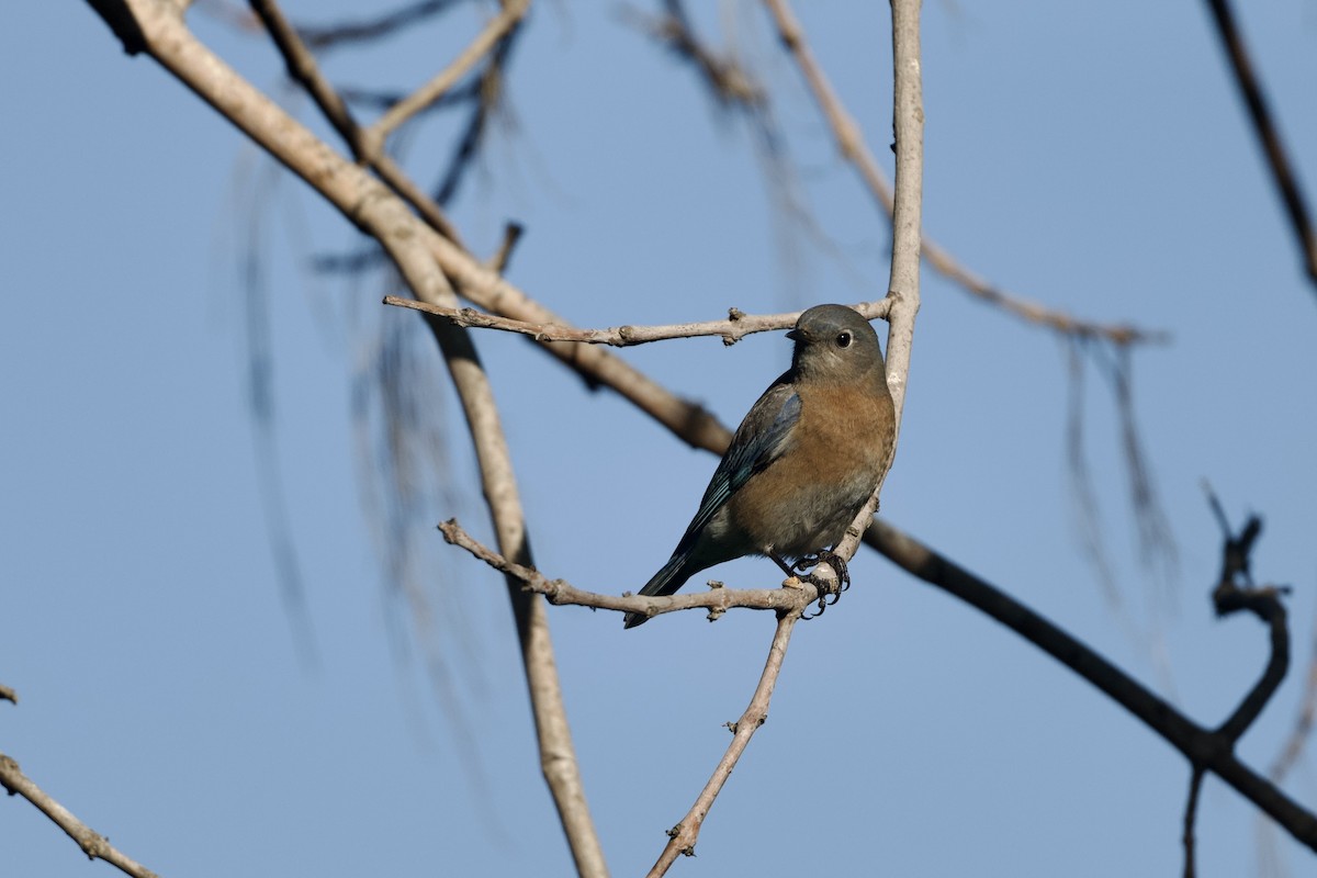 Western Bluebird - ML646097164