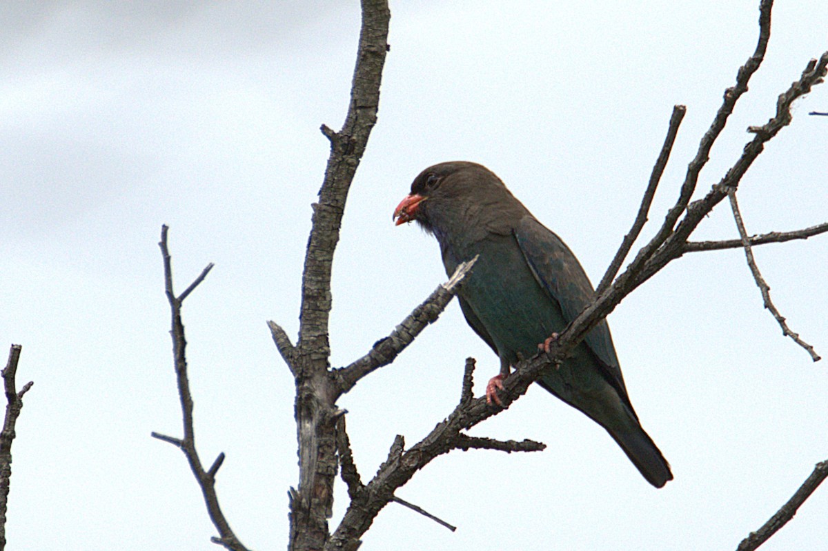 Dollarbird - ML646097166