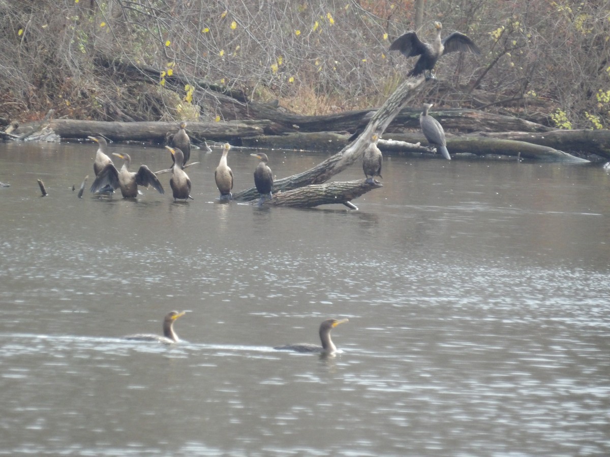 Double-crested Cormorant - ML646097173