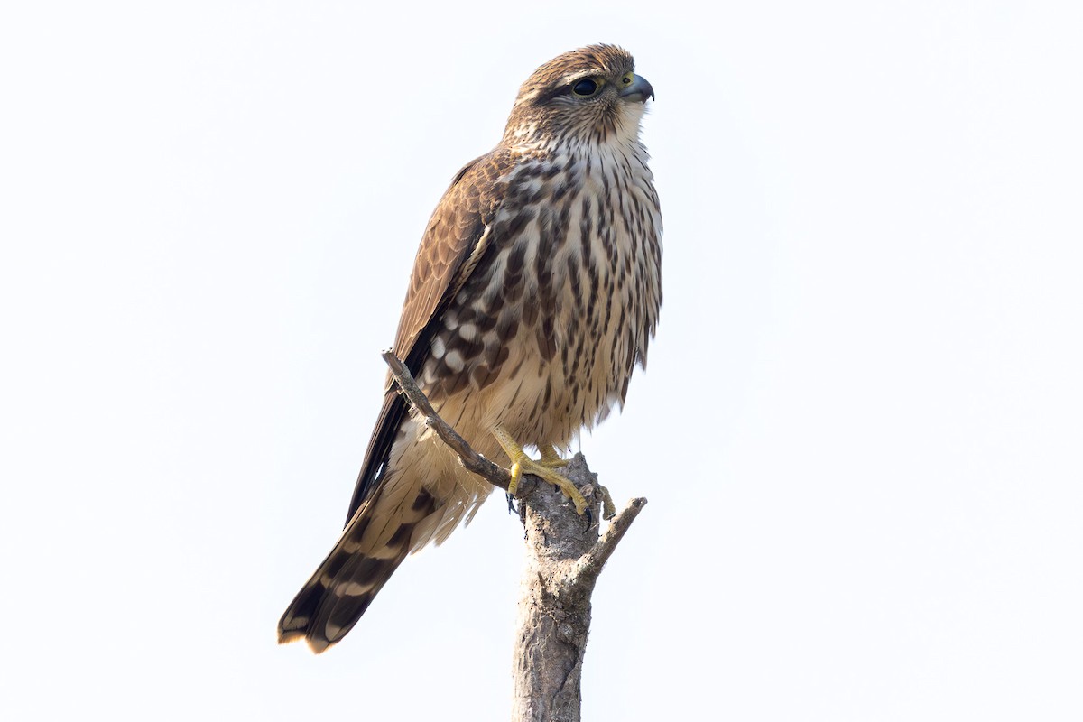 dřemlík tundrový - ML646097176