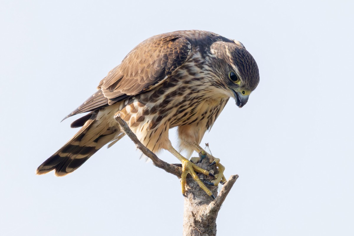 dřemlík tundrový - ML646097177