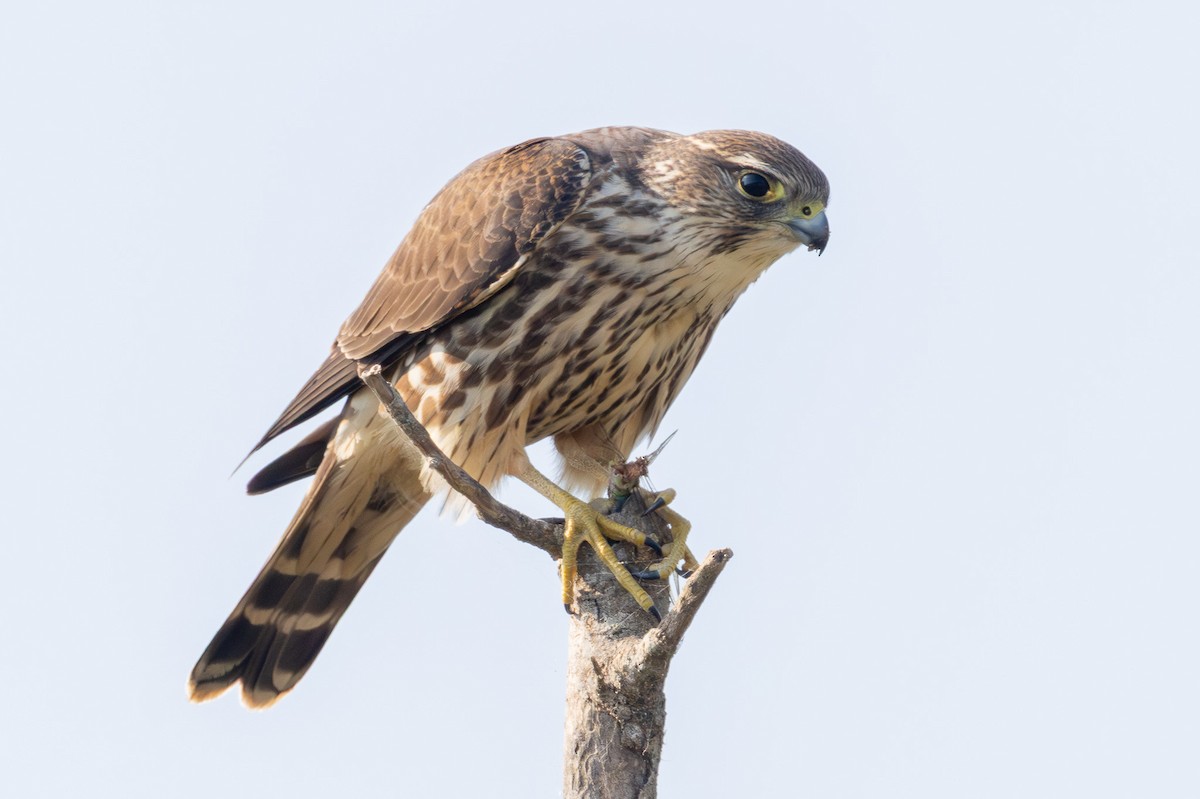 dřemlík tundrový - ML646097178