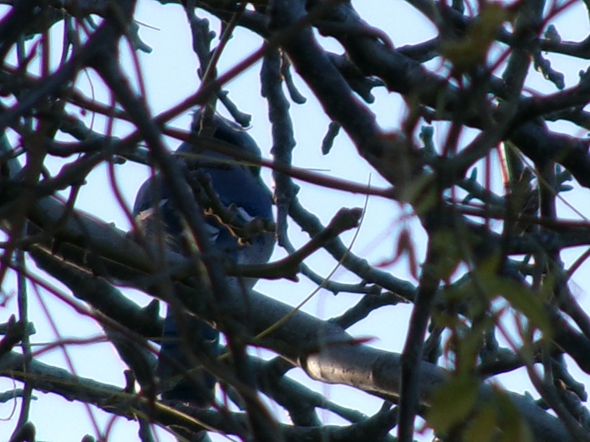 Blue Jay - ML646097179