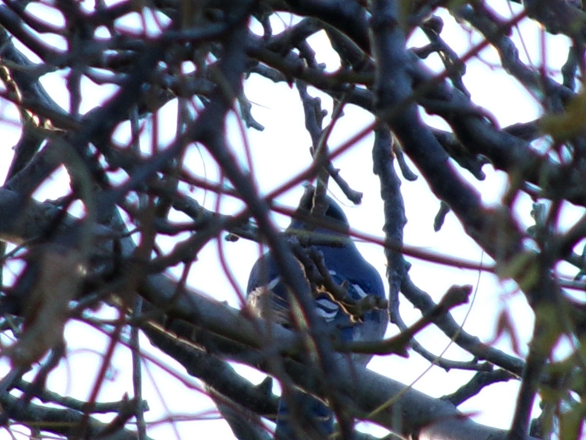 blåskrike - ML646097180