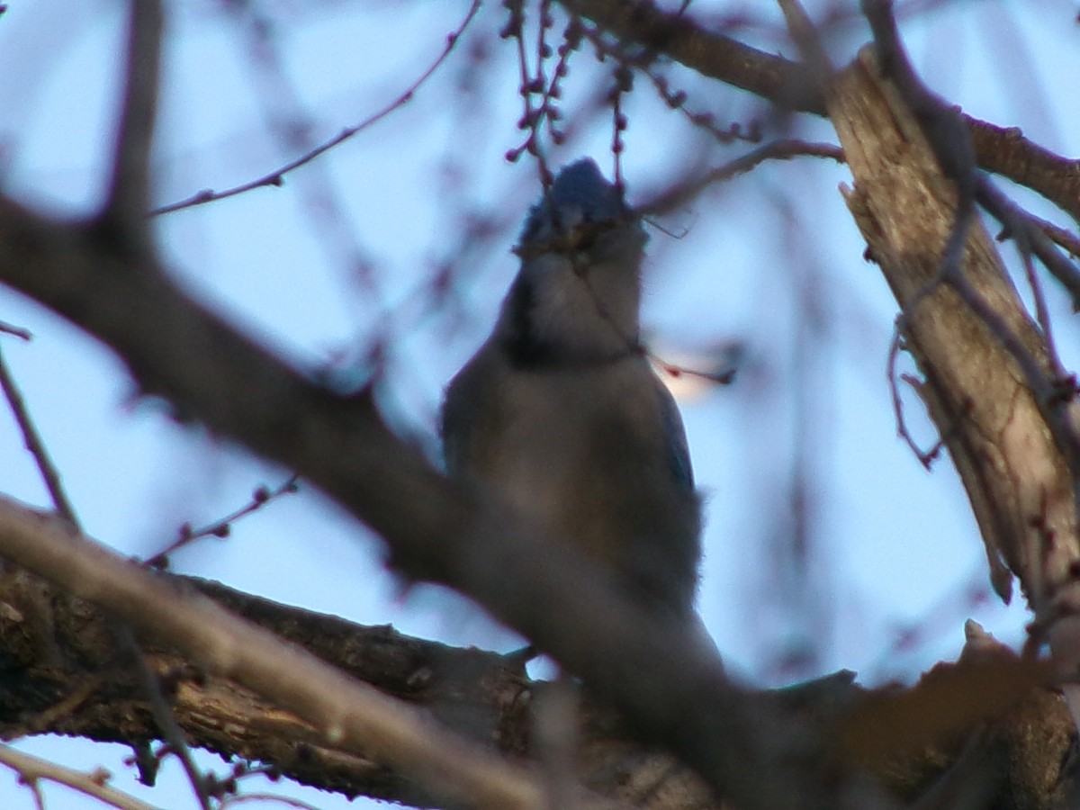 Сизойка блакитна - ML646097183