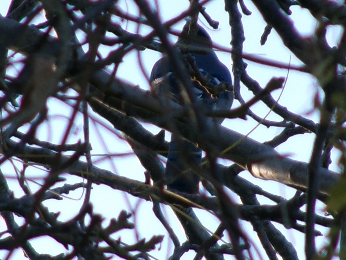 blåskrike - ML646097185