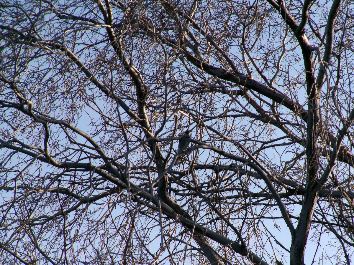 blåskrike - ML646097186