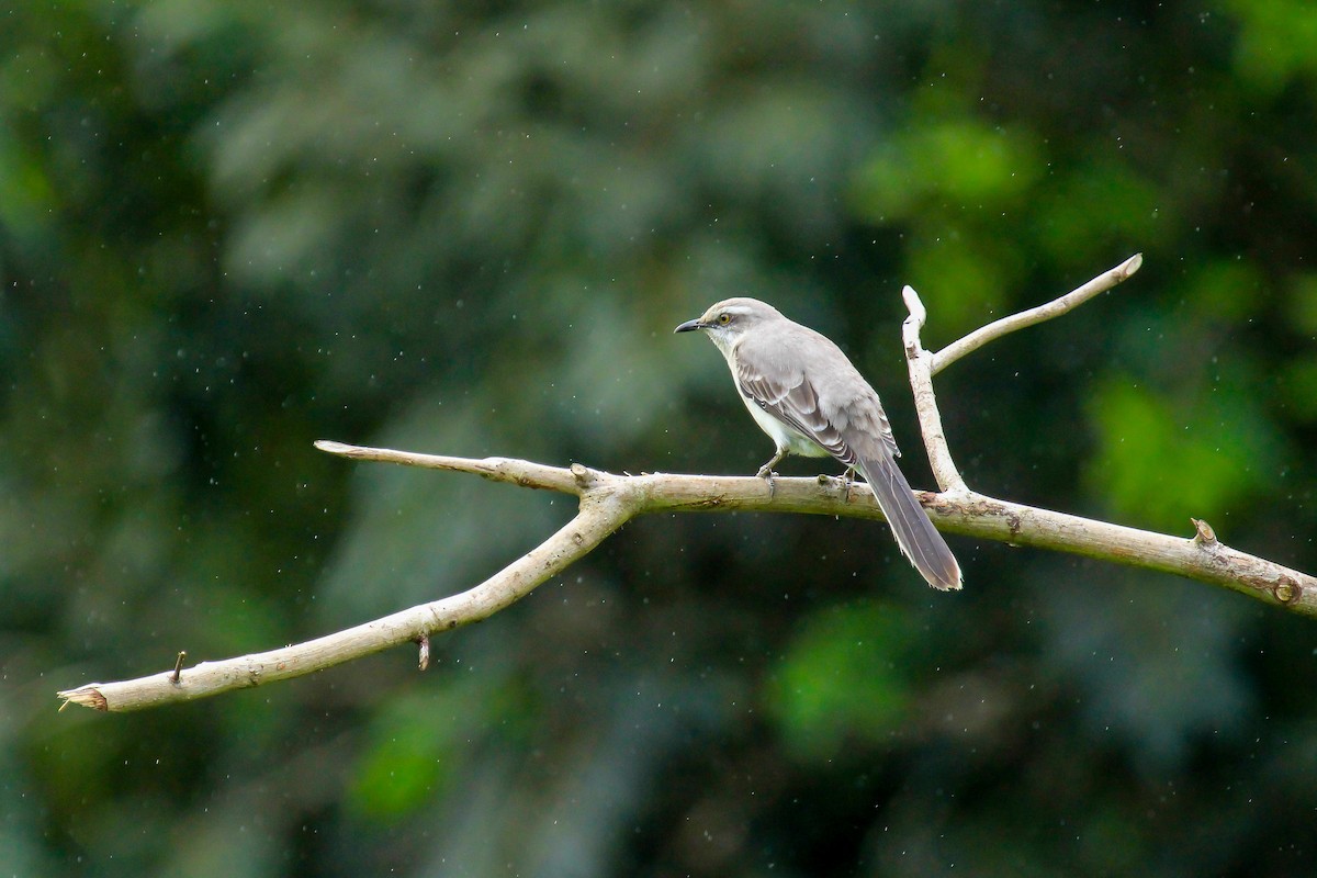 Tropikal Taklitçi - ML646097187