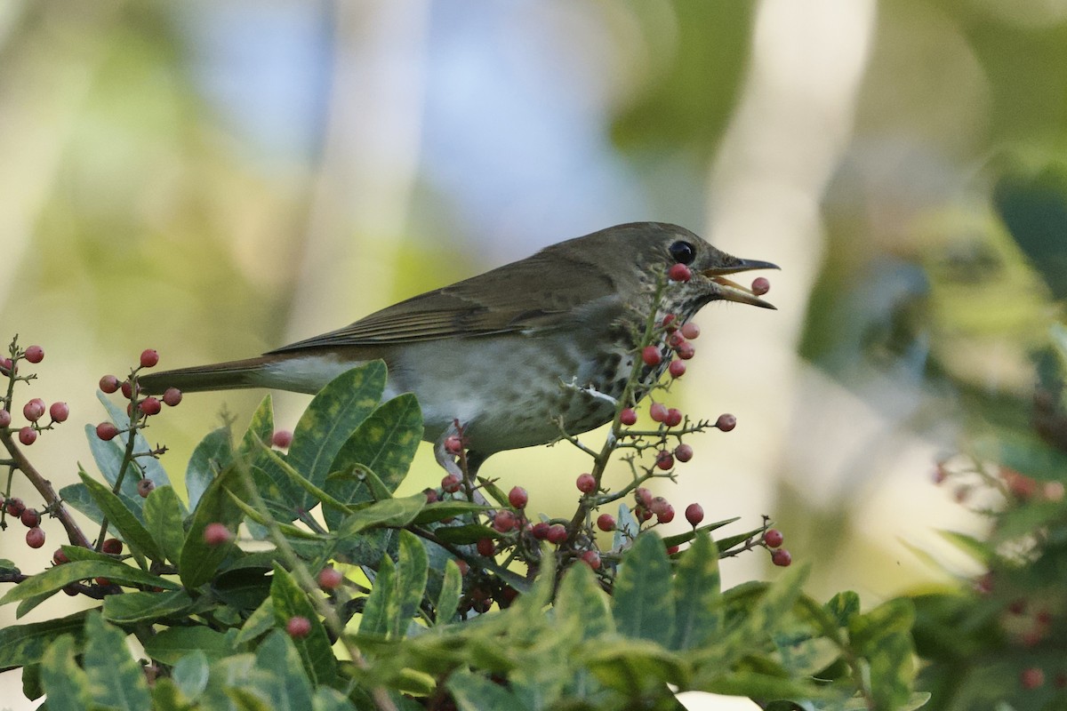 Hermit Thrush - ML646097188