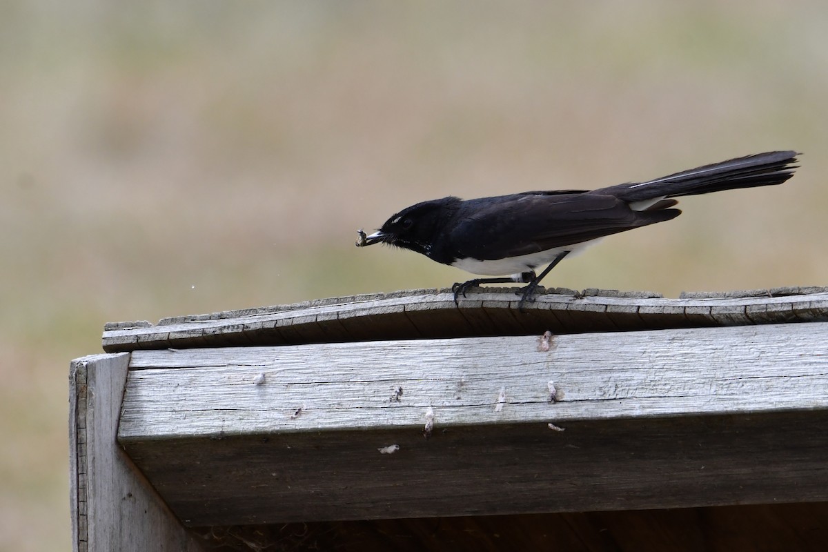 Willie-wagtail - ML646097194