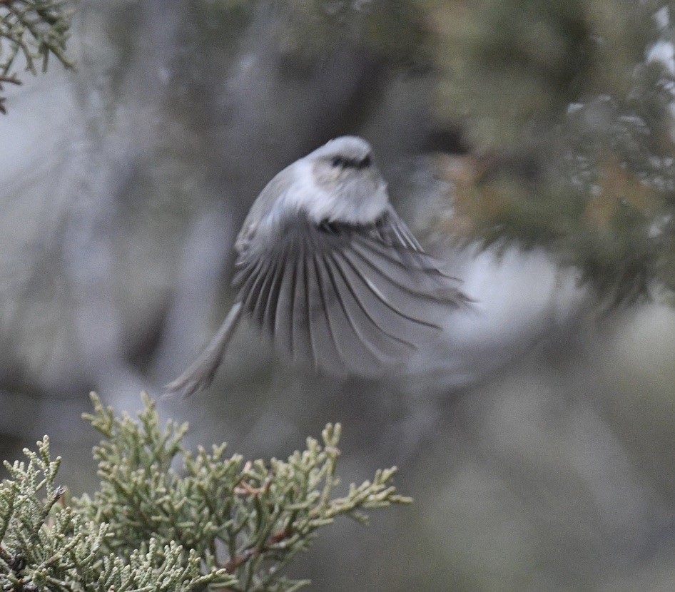 Bushtit - ML646097195