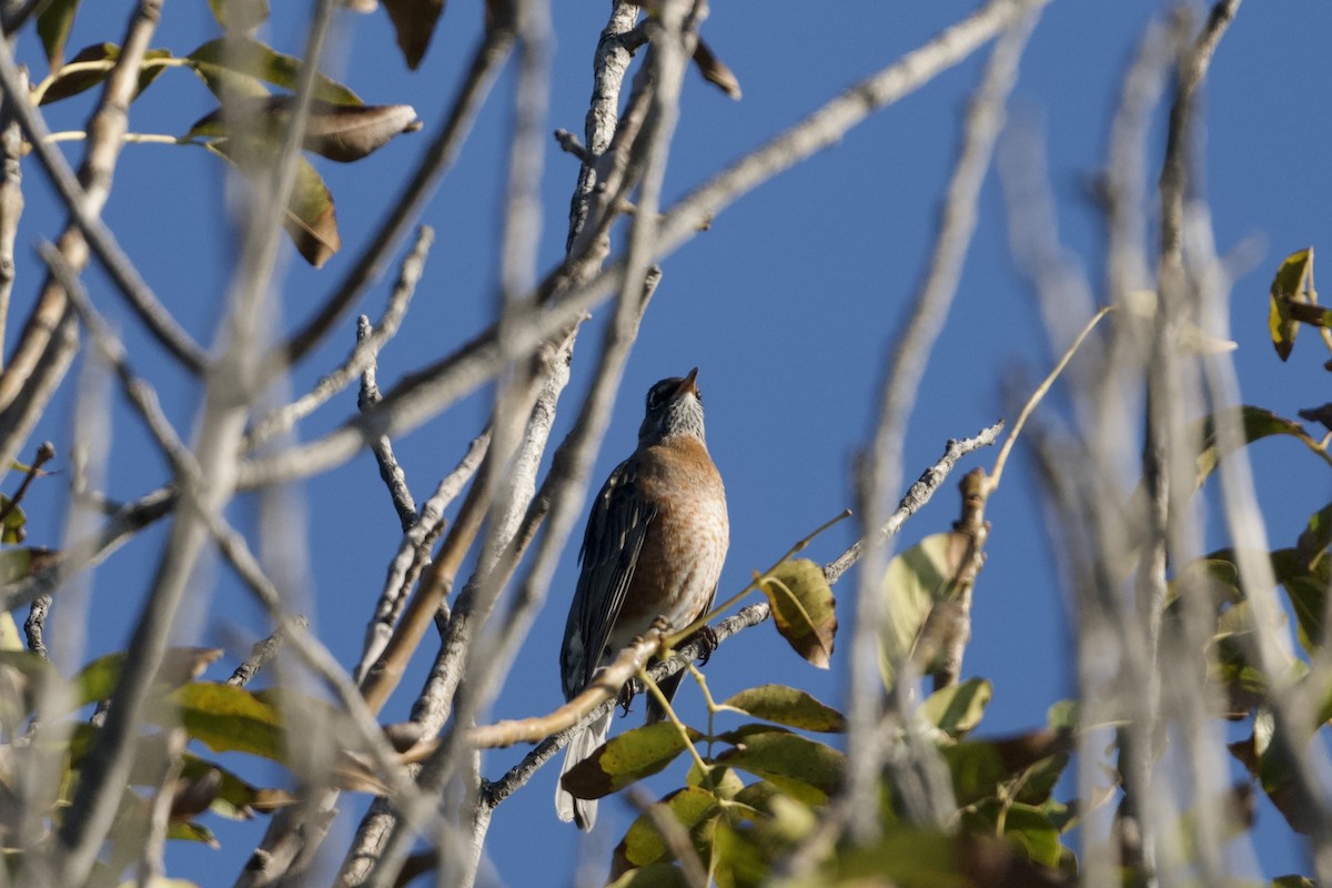 Zozo papargorria - ML646097196