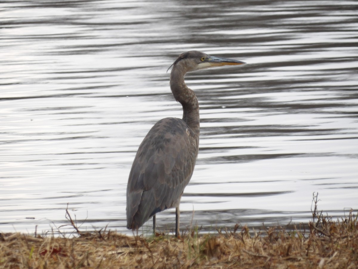 Great Blue Heron - ML646097198