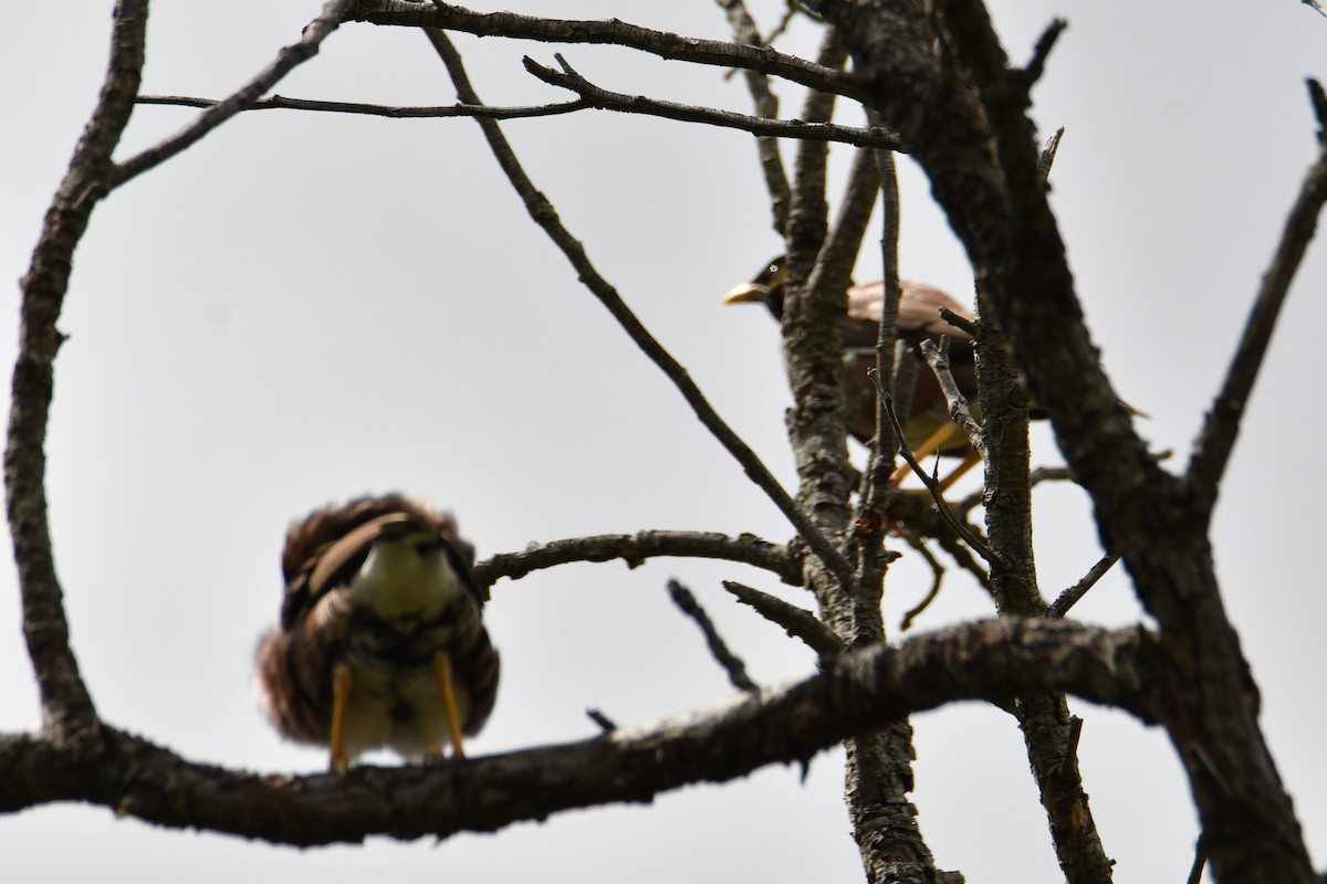 Common Myna - ML646097200