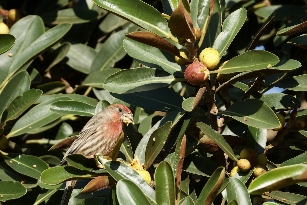 Burugorri arrunta - ML646097201