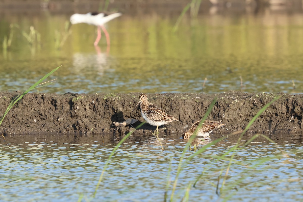 Common Snipe - ML646097202