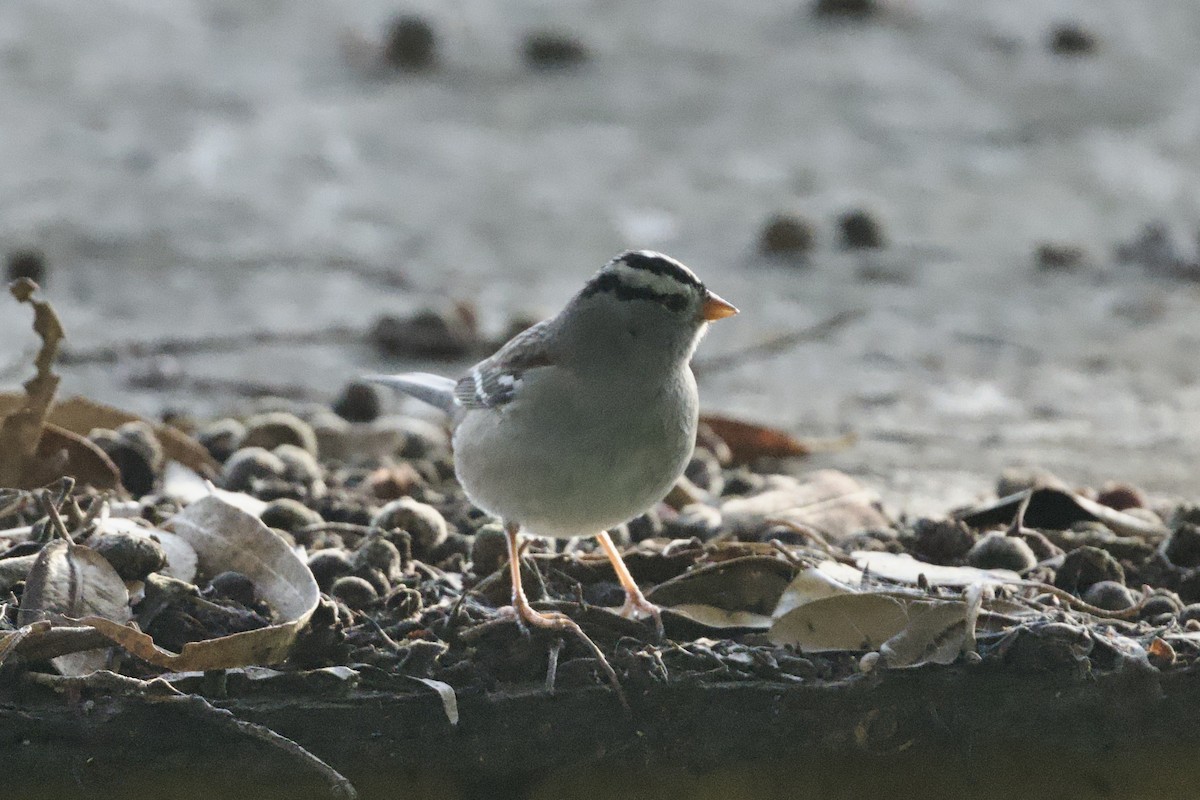 White-crowned Sparrow - ML646097204