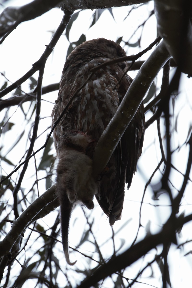 Barking Owl - ML646097205