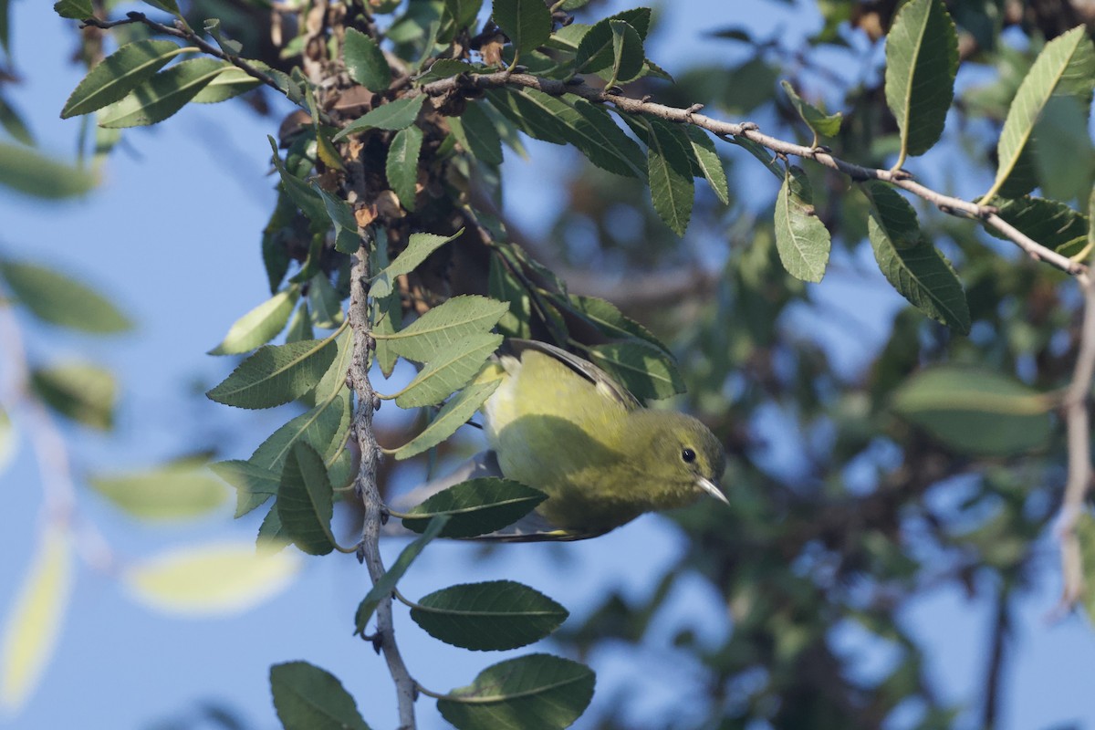 Orange-crowned Warbler - ML646097211