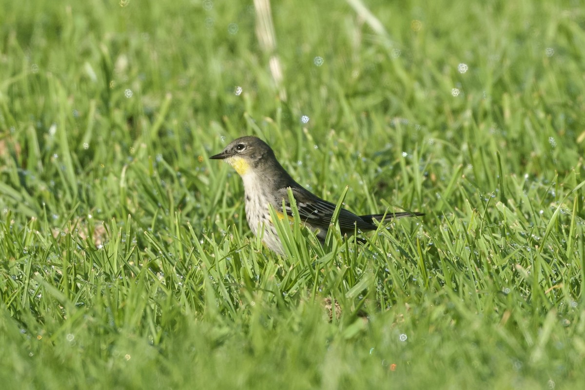 Yellow-rumped Warbler - ML646097214