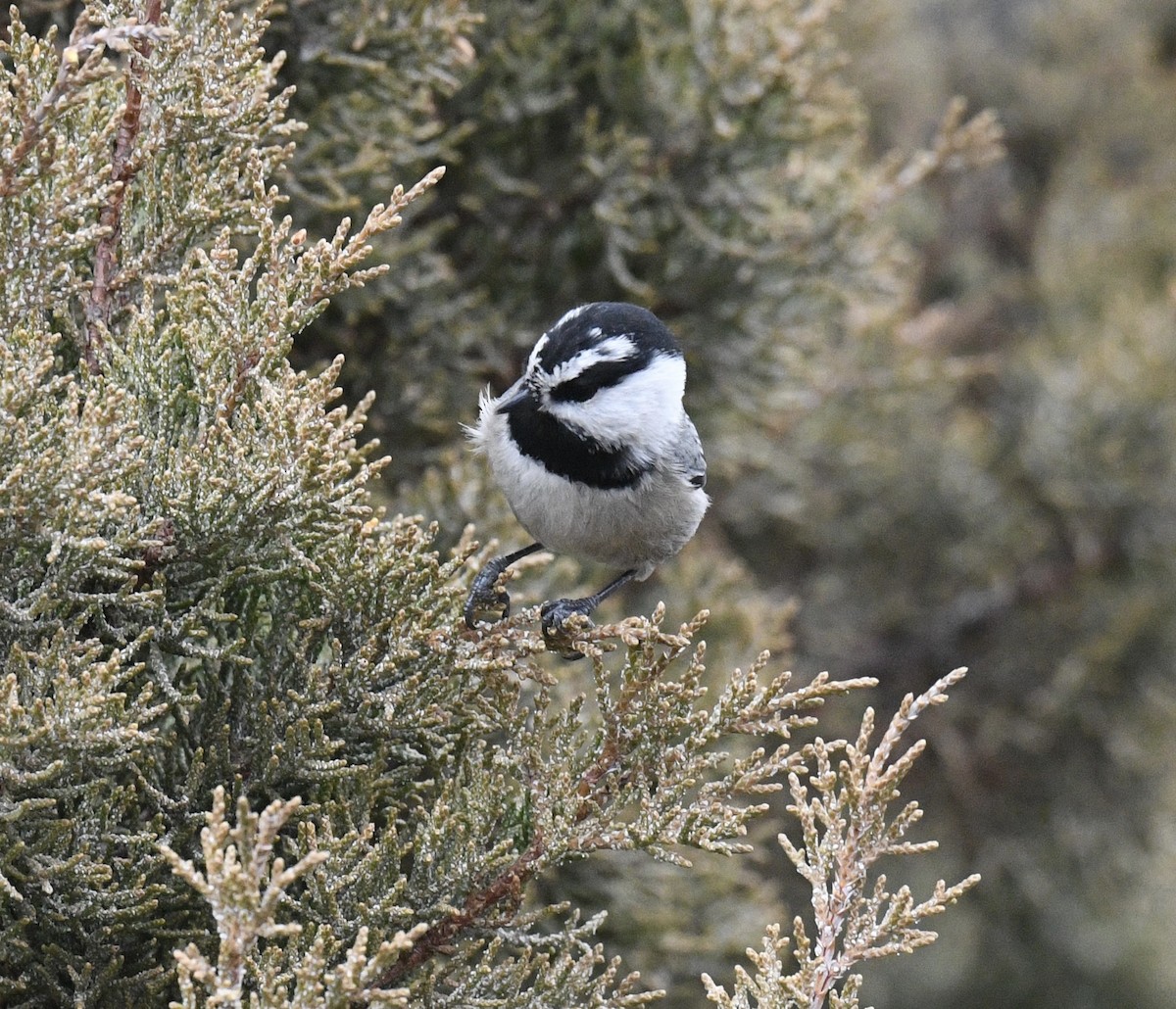 Mountain Chickadee - ML646097219