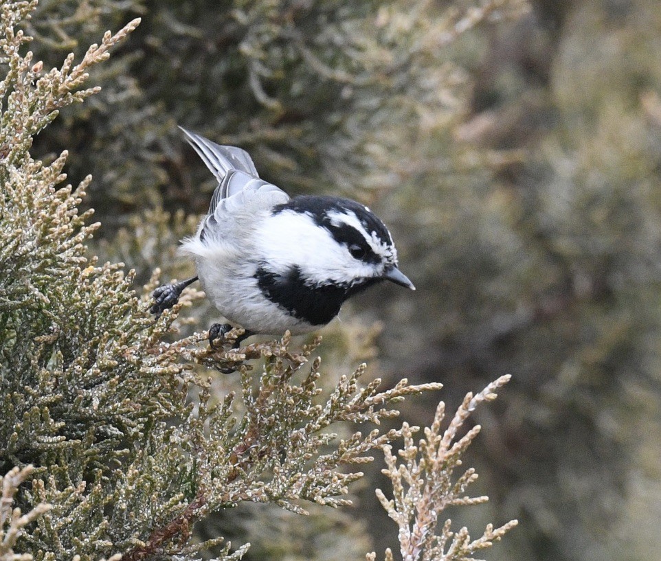 Mountain Chickadee - ML646097220