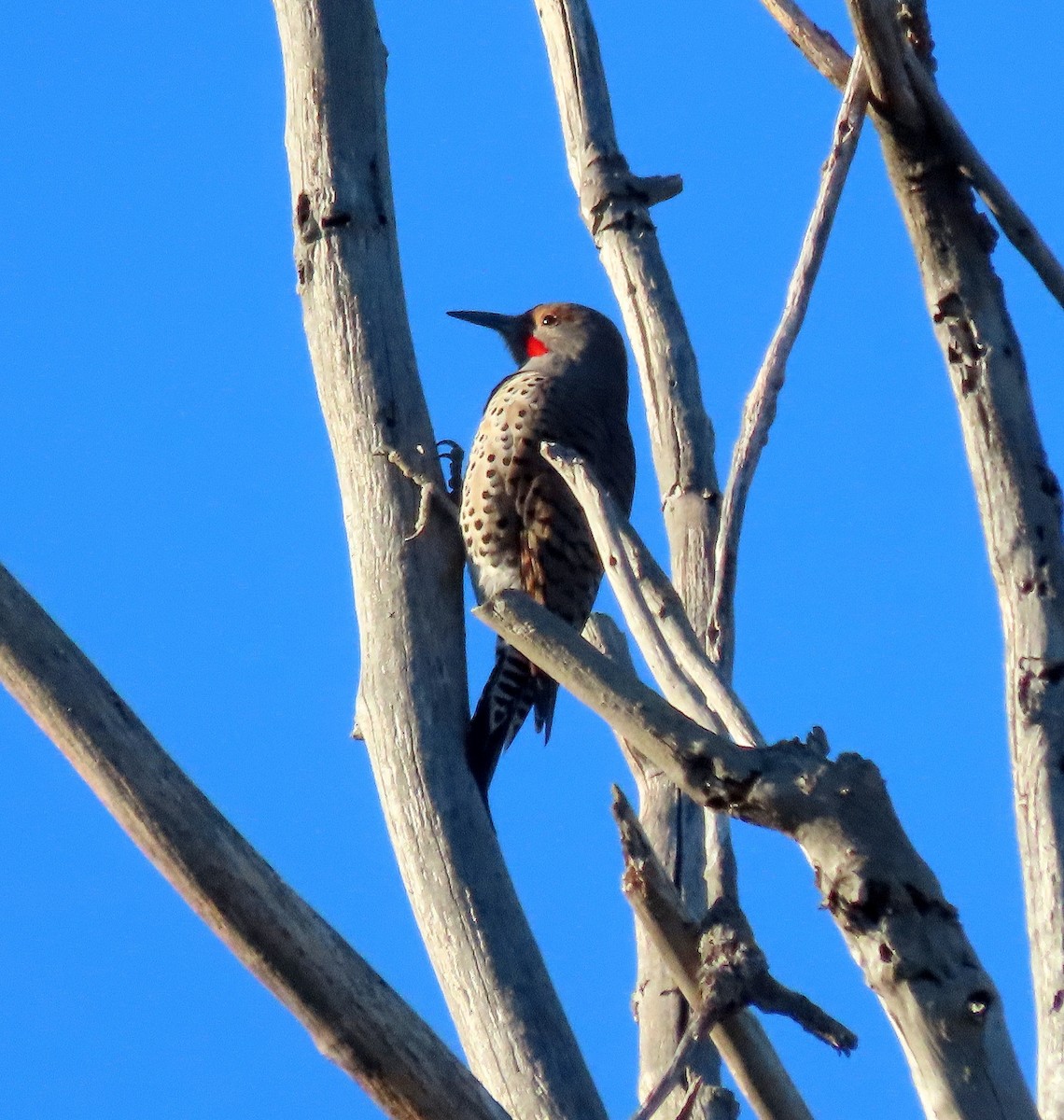 gullspett (cafer gr.) - ML646097230