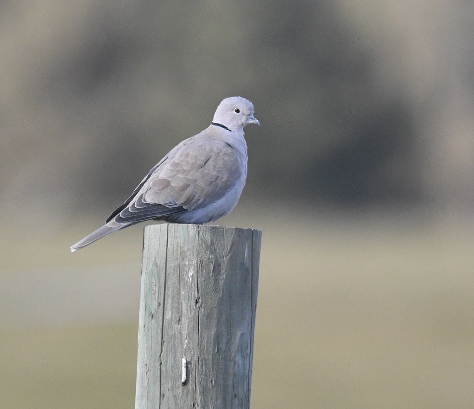 Eurasian Collared-Dove - ML646097231