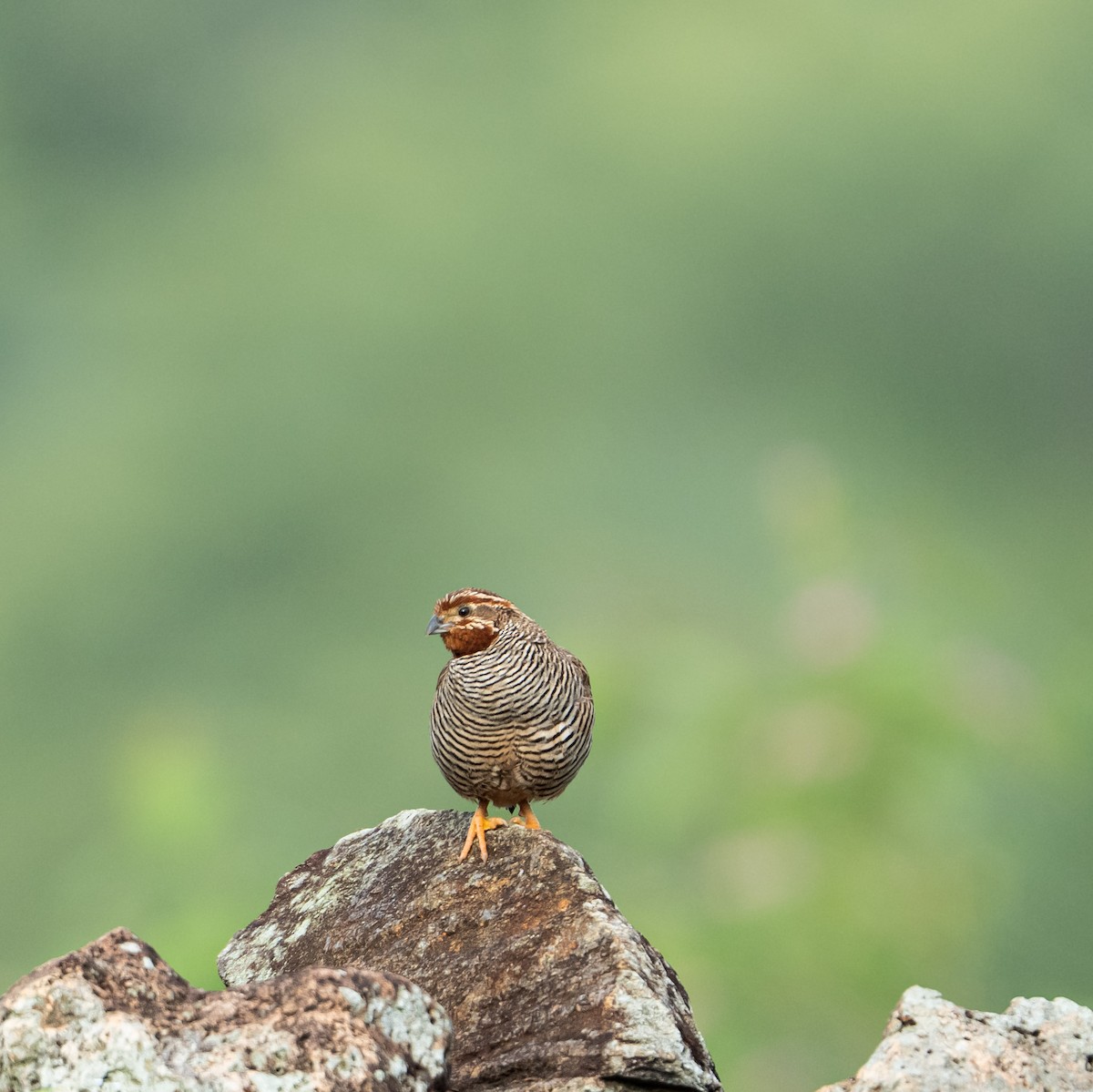 Jungle Bush-Quail - ML646097232