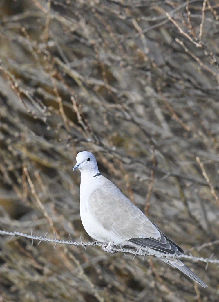 Eurasian Collared-Dove - ML646097233