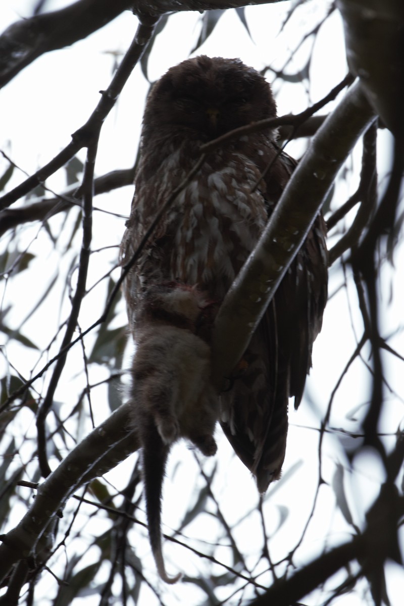 Barking Owl - ML646097235