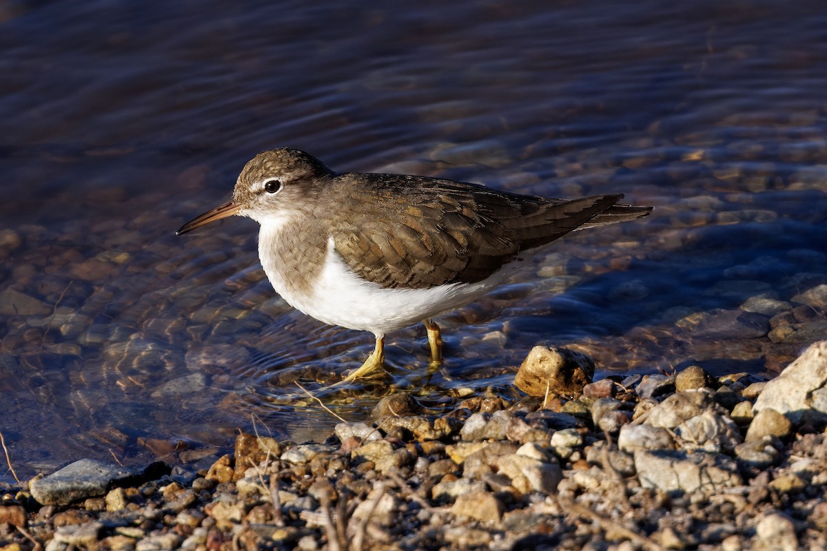 Kuliska orbanduna - ML646097237