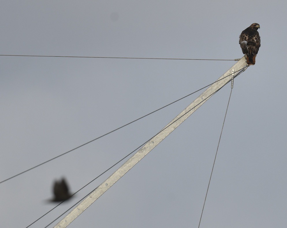 Red-tailed Hawk - ML646097241