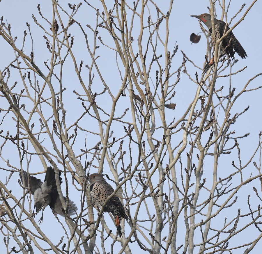 gullspett - ML646097253