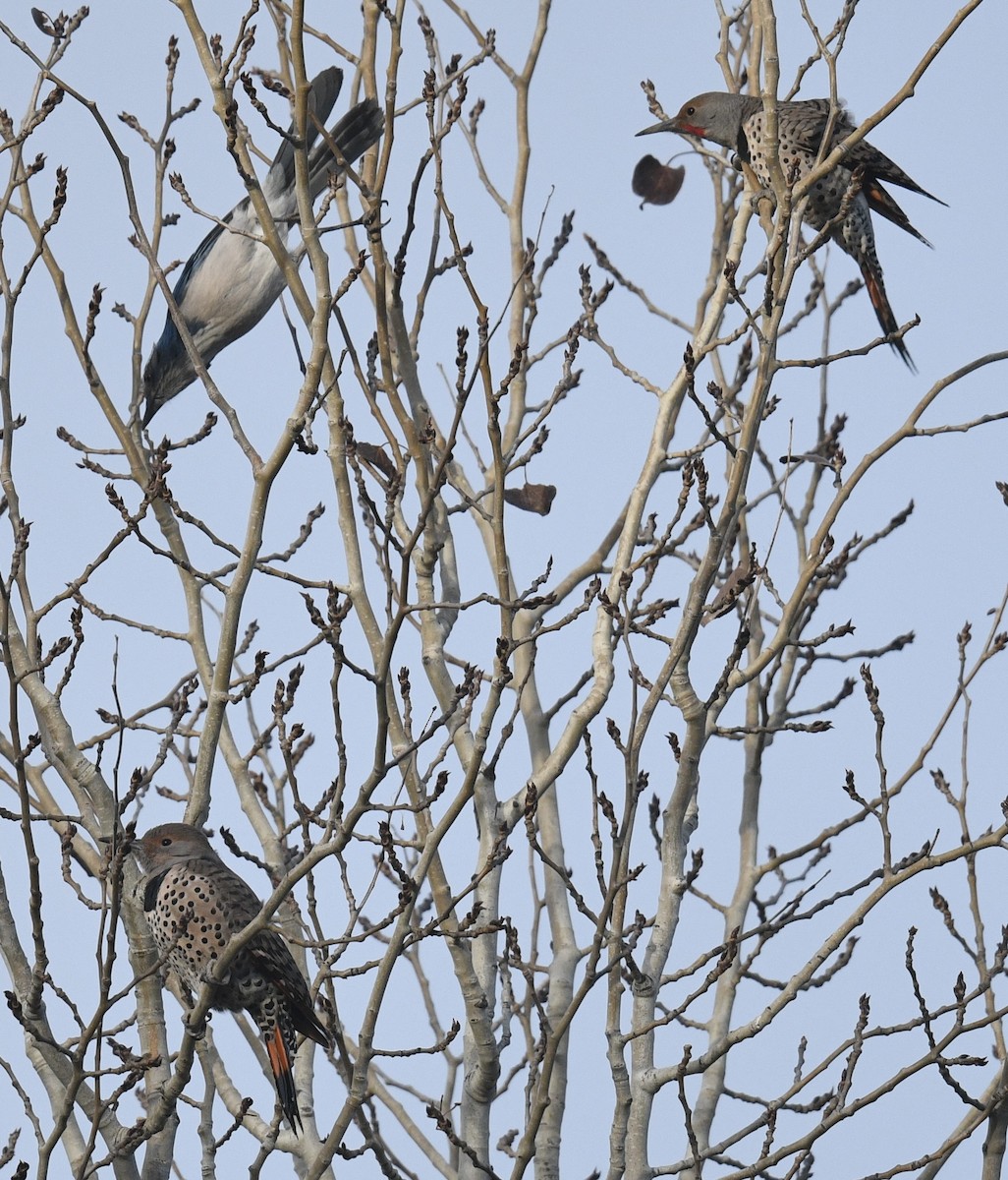 gullspett - ML646097254