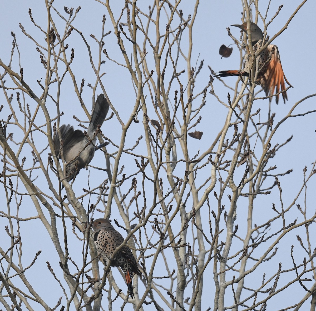 gullspett - ML646097255